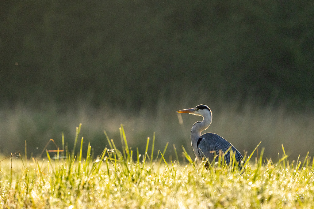 Héron cendré dans un champs recouvert de rosée